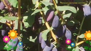 Жимолость съедобная Мальвина. Краткий обзор, описание характеристик lonicera edulis Malvina