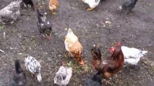 Кукарекание, пение, крик петуха с музыкой курица, цыплята, петухи в деревне вегетарианство ?   ?