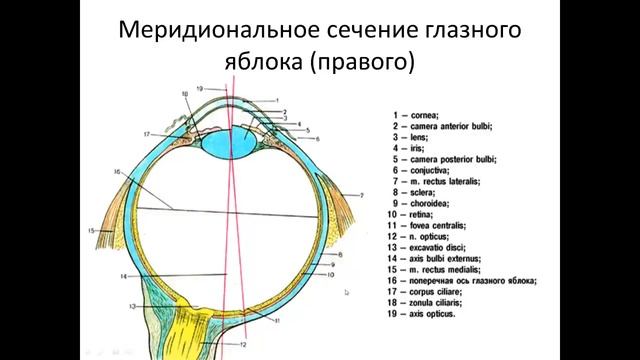 Клиническая анатомия глаза