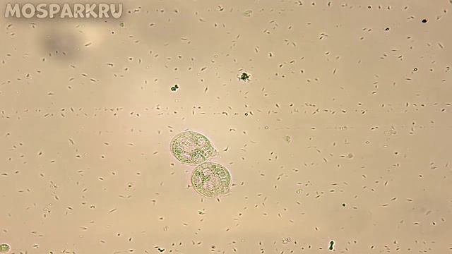 Что если не мыть руки фрукты и овощи перед едой Микробы под микроскопом смотреть онлайн
