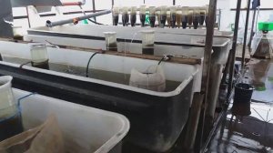 Выклев 40 млн.личинки карпа. В кадре около 30 млн.слишним