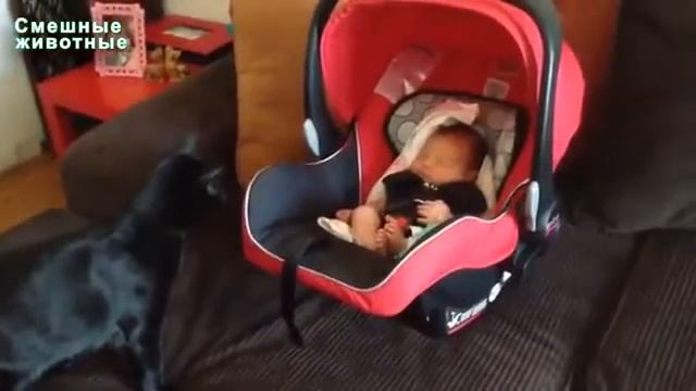 Коты впервые видят младенцев Смешные кошки и дети смотреть онлайн