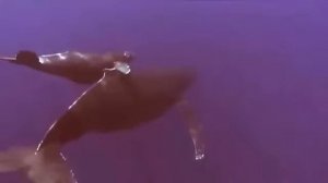 Удивительные факты веры  11   Гренландский полярный кит