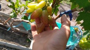 Виноград. Мальчик с пальчик.
