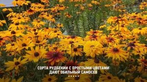 ?ПОСАДИЛ И ЗАБЫЛ! 30 самых неприхотливых многолетников и декоративных кустарников