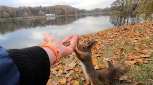 Белка языком хватает кедровые орехи?Squirrel tongue grabs pine nuts