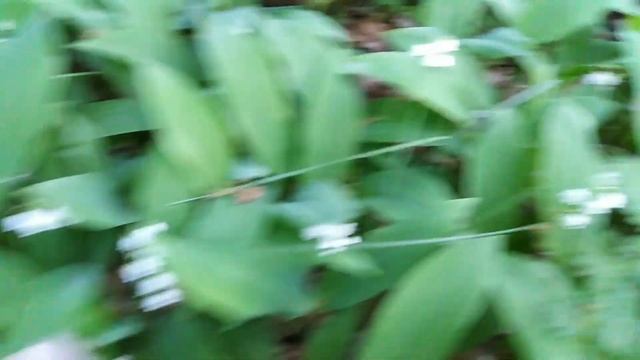 #vlog Прогулка по лесу, распустились ландыши. смотреть онлайн