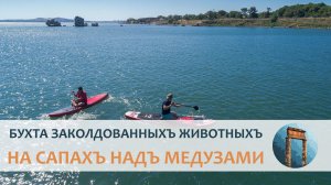 На сапъ-доскахъ надъ медузами — Бухта заколдованныхъ животныхъ