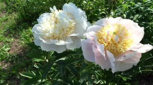Пион ГЛОУИНГ КЭНДЛЗ / Paeonia GLOWING CANDLES - ОБЗОР, ОПИСАНИЕ, ЦВЕТЕНИЕ, ОТЗЫВ