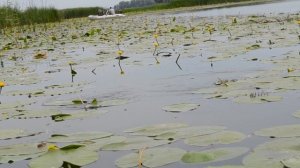 КАРАСЬ В ЗАРОСЛЯХ КУВШИНОК, ПРИКОРМКА ГРЕЧКА, РИС!!!