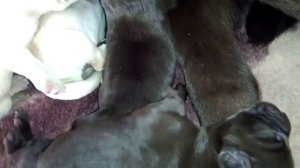 Лабрадор Ретривер! 14 часов рожала... 1 апреля 2019 года родила 10 щенков