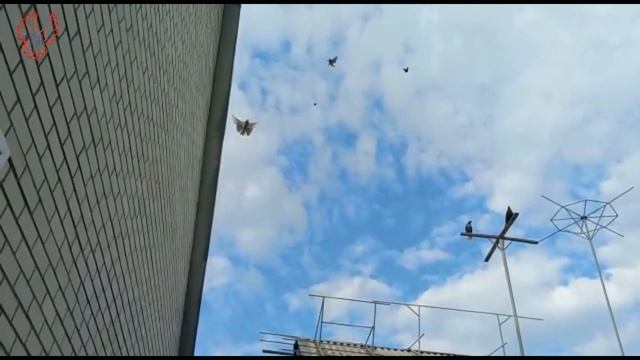 Лечение САЛЬМАНЕЛЁЗА голубей. смотреть онлайн