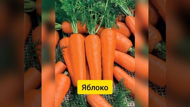 о питании волнистых попугаев