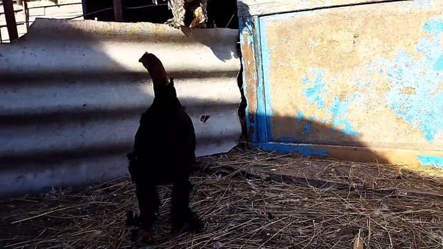 Наши домашние курочки и ЦЫПЛЯТА. Необычная домашняя птица. смотреть онлайн