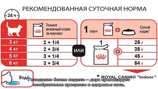 Сколько кошка может прожить без еды и воды