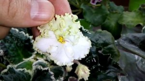 Полезно будет всем! Вся информация о цветках фиалки! Типы, формы, различия!