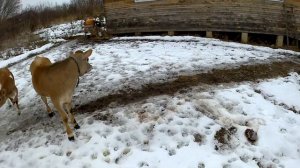 Купил ВАЗ 2108 за 27000 рублей. Обзор автомобиля