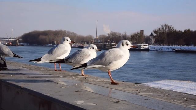 Nikon 1 J4 video Full HD, Slow Motion and Quick Motion смотреть онлайн