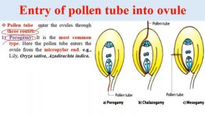 FERTILIZATION Process in Plants