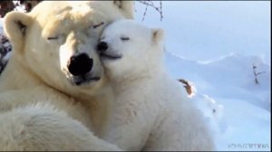 КОЛЫБЕЛЬНАЯ МЕДВЕДИЦЫ колыбельная для малышей - колыбельная для быстрого засыпания из мультика умка