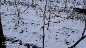 Обрезаем молодую грушу