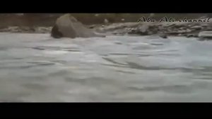 Медвежонок и пума