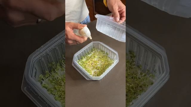 Как вырастить горчицу на бумаге