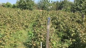 Сколько можно заработать собирая малину? || Сколько можно заработать на продаже малины ||  #сколоьк