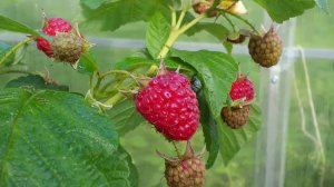 53  Малина.  Дачные картинки 2018.