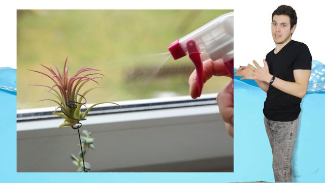 Qué CUIDADOS necesitan las TILLANDSIAS?