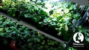 Боремся с мошками на пеларгонии. Ваша Светлана Пеларгонии с юга