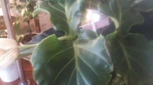 "Мединилла магнифика" помогите спасти!!! Мedinilla magnifica