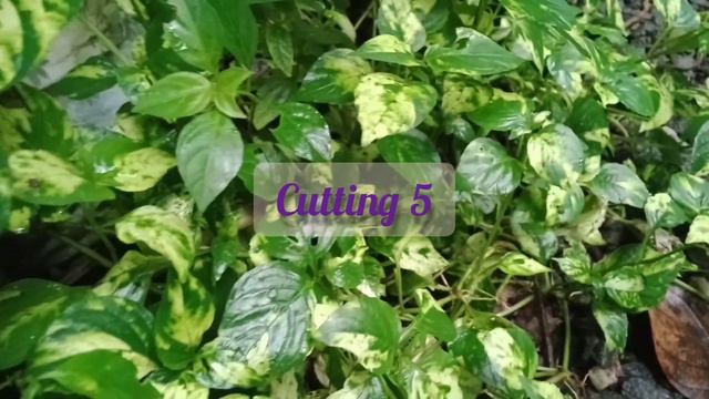വെറും "3" രൂപക്ക് ചെടികൾ വീട്ടിൽ എത്തും //cheapest nursery //home garden #onlineplants #tips