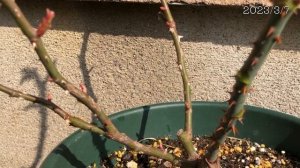 Rose【リベルラ】Libellula～お迎えして1年が経ちました♪～