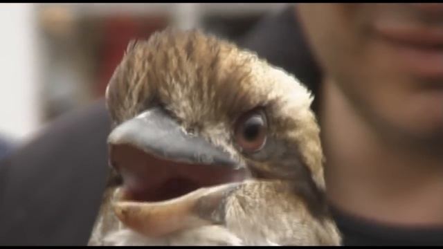 Laughing Kookaburra Close Up (HD) смотреть онлайн