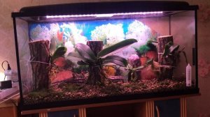 Этап 6. Посадка орхидей в аквариум. ЗАКЛЮЧИТЕЛЬНЫЙ. Обработка пересаженных орхидей тоником Боне фор