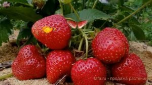 Земляника садовая Сельва (fragaria ananassa selva) ? обзор: как сажать, рассада земляники Сельва
