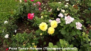Розы Сахара, Карамелла, Тулуз Лотрек - описание, обзор, сравнение.