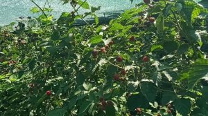 Сорта ежевики Джамбо и Астерина самые вкусные