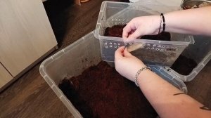 Уборка у улиток/готовимся к зиме/улитки ахатины #моилюбимки #улитки #твимз  #улиткиахатины