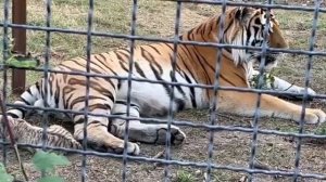 ❤️Папа ТИГР и ТИГРЯТА. Тайган сентябрь 2023 #animals #Тайган #тигры