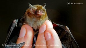 Craseonycteris thonglongyai (Свиноносая летучая мышь)