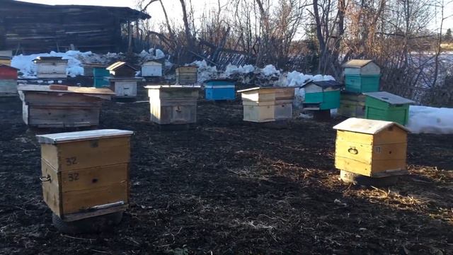 ✅Выставили пчёл ,март 2020 смотреть онлайн