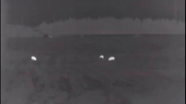 Охота на кабана, съёмки тепловизором 4 смотреть онлайн