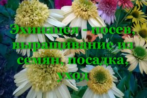 Эхинацея
