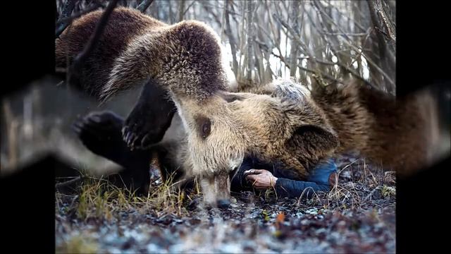 Медвежонок Вася  Bear Vasya Школа Дом Волка  The School House Of The Wolf