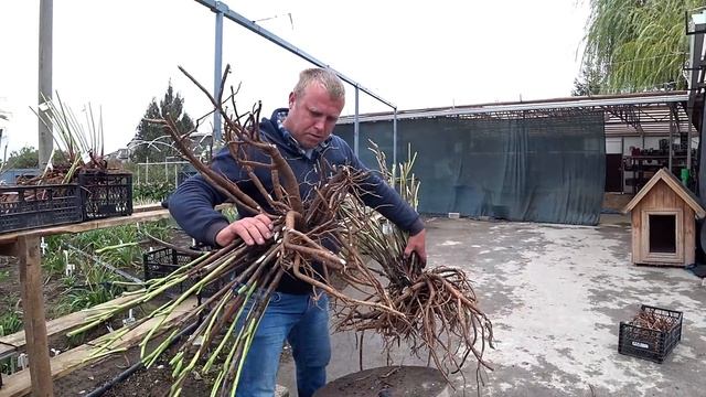 Деление ИТО-пиона Sonoma Welcome / Сад Ворошиловой смотреть онлайн