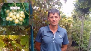 Как вкус и созревание винограда зависит от формировки и расположения куста Немного о винограде Кеш