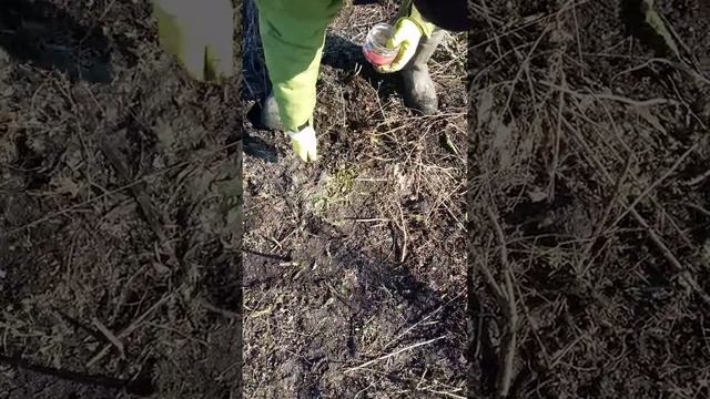 Посадка косточек абрикосов сибирских форм. Закладка сада мечты. смотреть онлайн