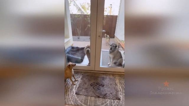 Наконец то кошку Ольги Орловой Соню выписали из клиники!